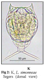 Lecane simonneae