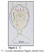 Lecane simonneae
