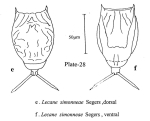 Lecane simonneae