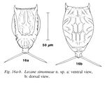 Lecane simonneae - Original description image
