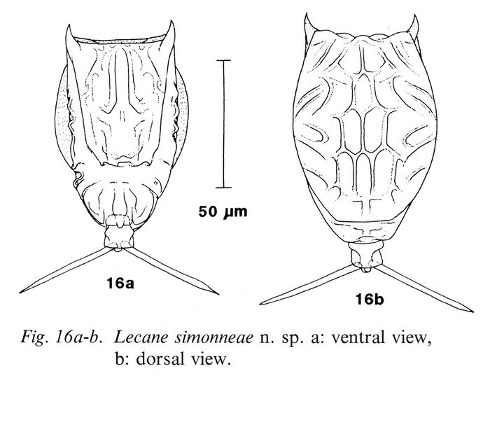 Lecane simonneae Lecane simonneae