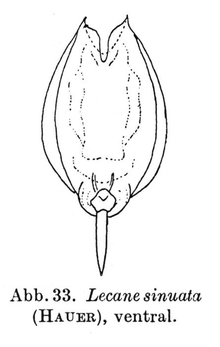 Lecane sinuata