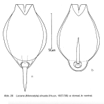 Lecane sinuata