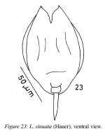 Lecane sinuata