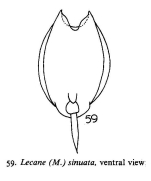 Lecane sinuata