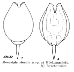 Lecane sinuata - Original description image