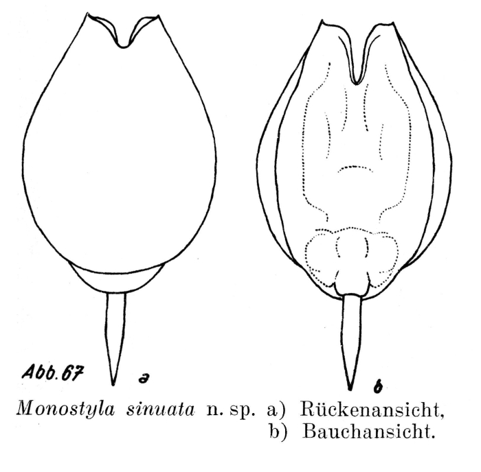 Lecane sinuata Lecane sinuata