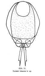 Lecane sinuosa - Original description image