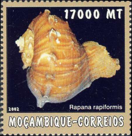 Rapana rapiformis Rapana rapiformis