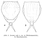 Lecane sola - Original description image