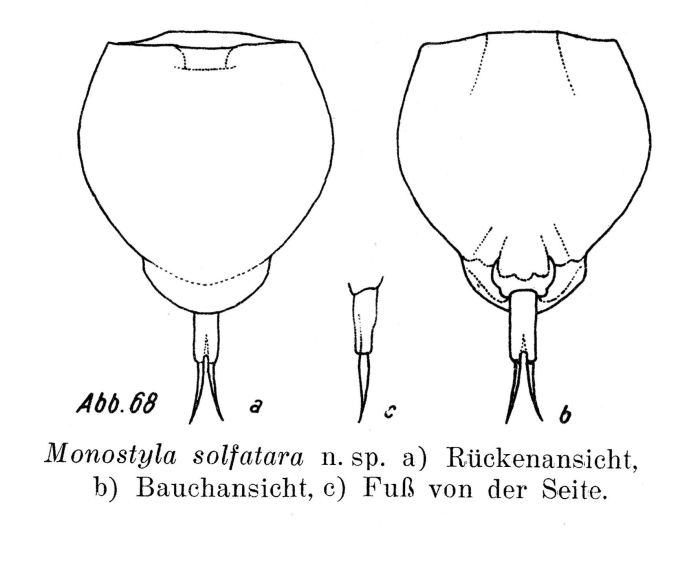Lecane solfatara - Original description image