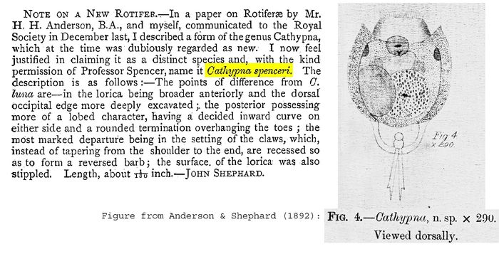 Lecane spenceri - Original description image