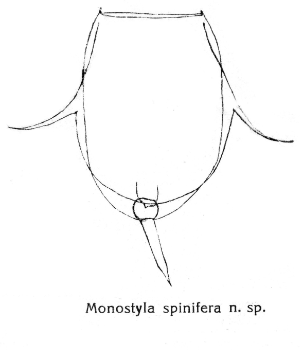 Lecane spinifera - Original description image