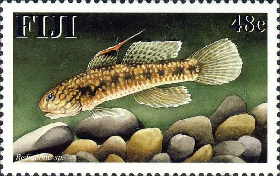 Redigobius sp. Redigobius sp.