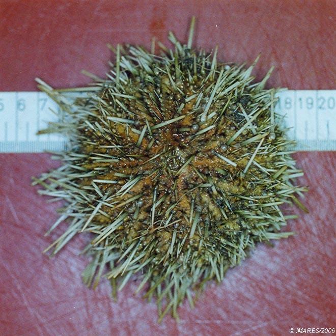 Echinus acutus de Lamarck, 1816 Echinus acutus de Lamarck, 1816
