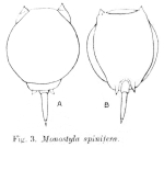 Lecane spinifera - Original description image