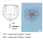 Lecane spiniventris