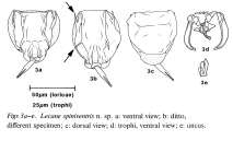 Lecane spiniventris