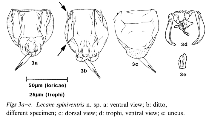 Lecane spiniventris Lecane spiniventris