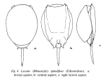 Lecane spinulifera