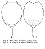 Lecane stenroosi
