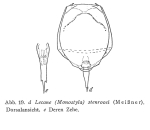 Lecane stenroosi