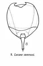 Lecane stenroosi