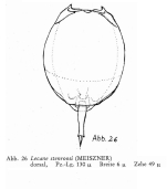 Lecane stenroosi