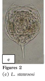 Lecane stenroosi