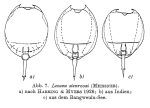 Lecane stenroosi