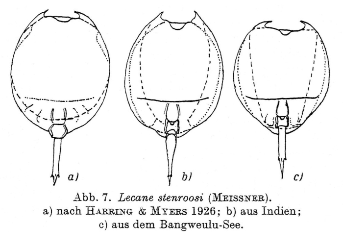 Lecane stenroosi Lecane stenroosi