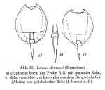 Lecane stenroosi