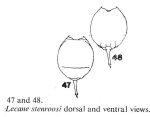 Lecane stenroosi