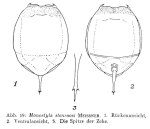 Lecane stenroosi