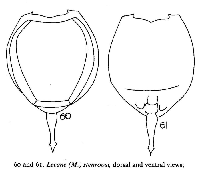 Lecane stenroosi Lecane stenroosi
