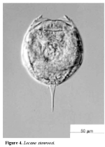 Lecane stenroosi