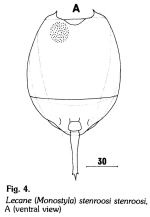 Lecane stenroosi