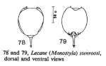 Lecane stenroosi