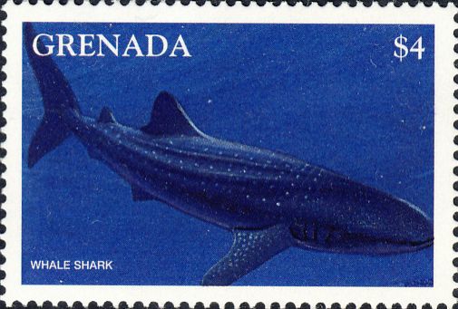 Rhincodon typus