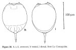 Lecane stenroosi