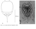 Lecane stenroosi f. triangulata