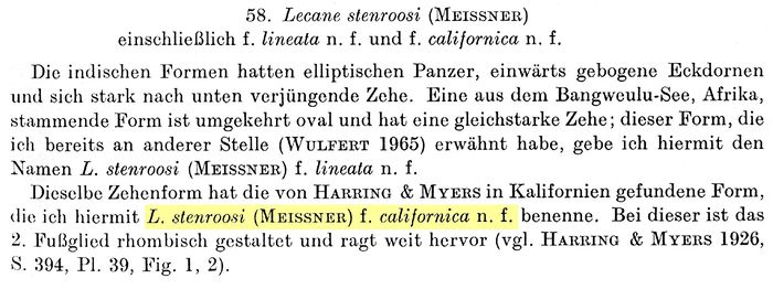 Lecane stenroosi var. californica - Original description image