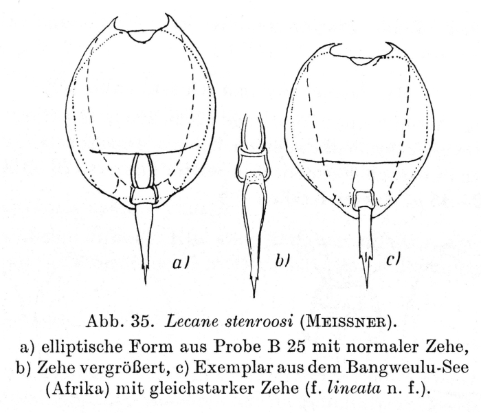 Lecane stenroosi var. lineata - Original description image