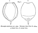Lecane stephensae - Original description image