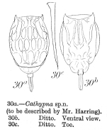 Lecane stichaea