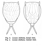 Lecane stichaea