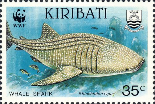 Rhincodon typus Rhincodon typus