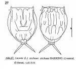 Lecane stichaea