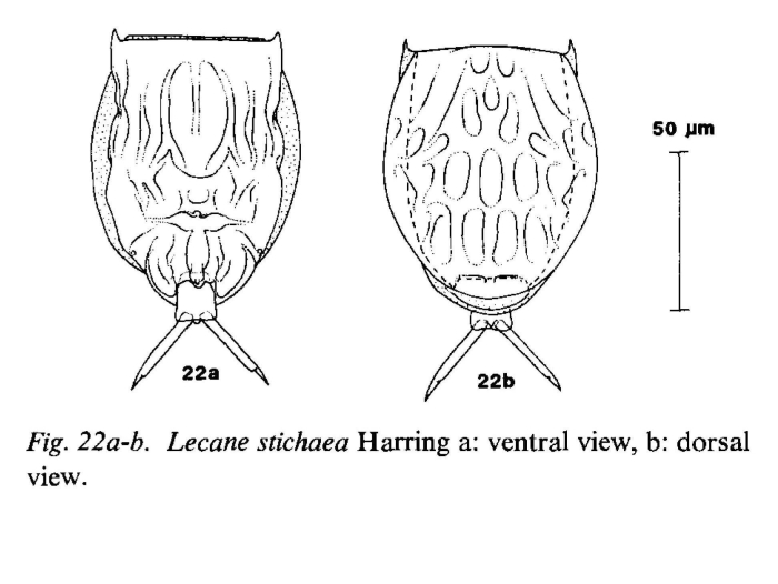 Lecane stichaea Lecane stichaea