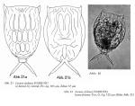 Lecane stichaea